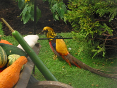 expo vincennes 072 - copie.JPG