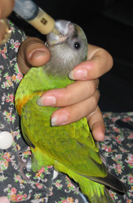 yodamange - copie.JPG