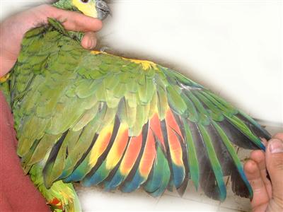 Aile xanthopterix.jpg