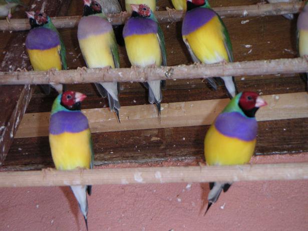 les goulds 15 juin 2004 0052.jpg