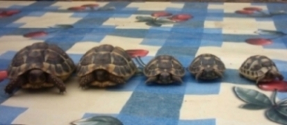 Brochette de tortues.JPG