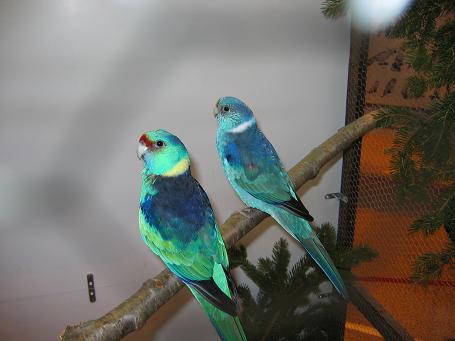 Barnard Vert et Bleu 1.jpg