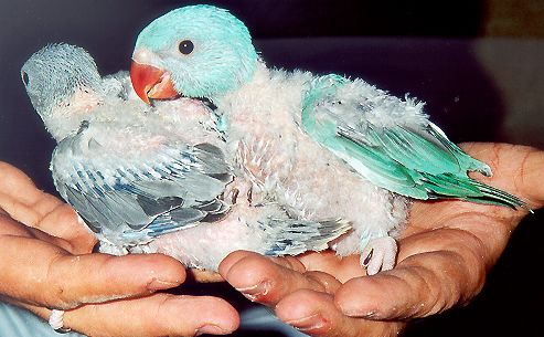 colliers Tino 3bis.jpg