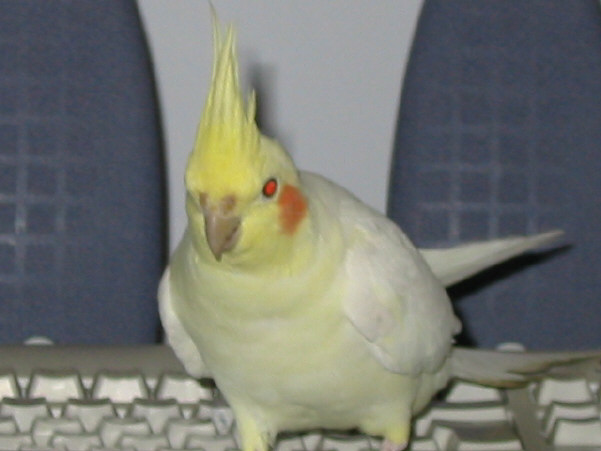 YAGO SUR LE SITE NOS VOLIERE.JPG