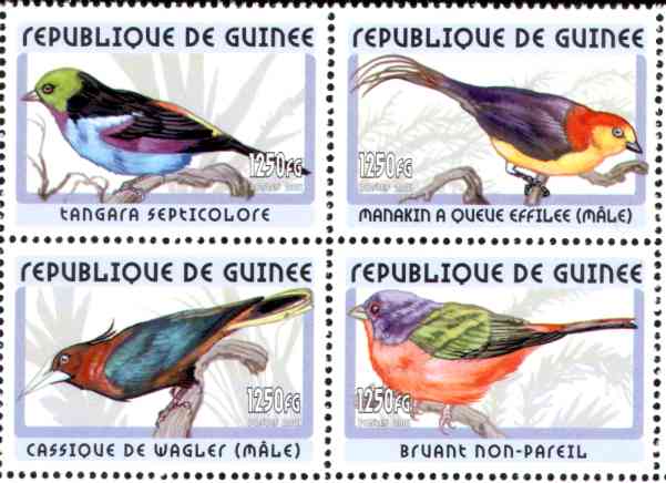 guinea2001g.jpg