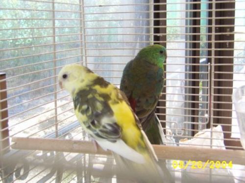 Croupion F Panache 001.jpg