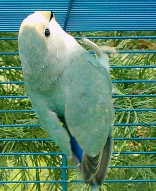 encore 1 patte dans le vide !.jpg