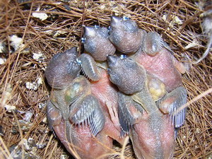 bÃ©bÃ©s gould nvc.jpg