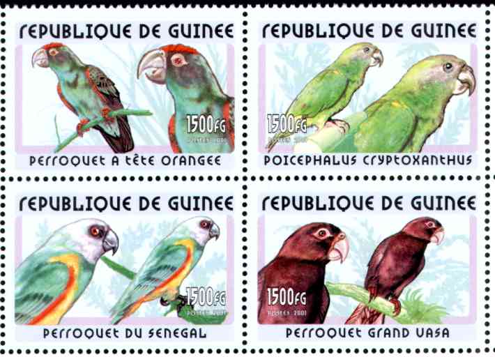 guinea2001k.jpg