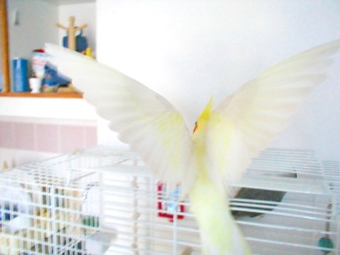 Ailes ouvertes''.jpg