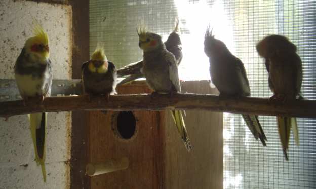 callos gÃ©nÃ©ral 23 10.jpg