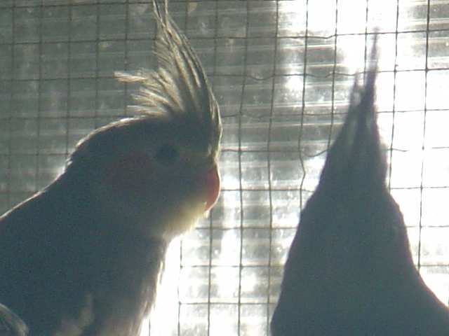 portrait callo grises 23 10.jpg