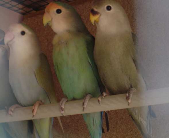 jeune roseicos 23 10.jpg