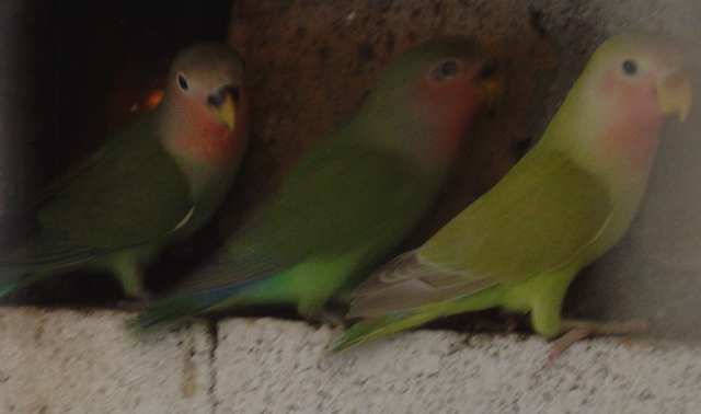 jeune roseicollis vert 23 10.jpg