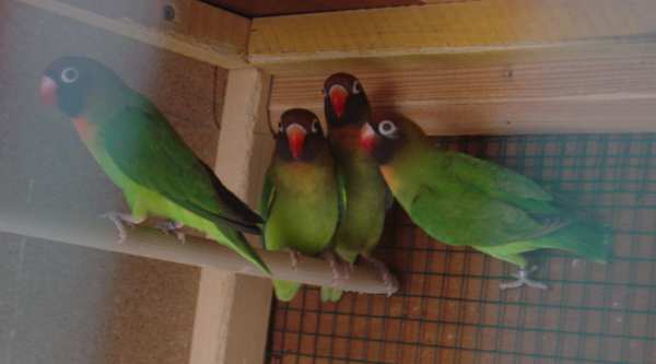 cple nigri 23 10.jpg