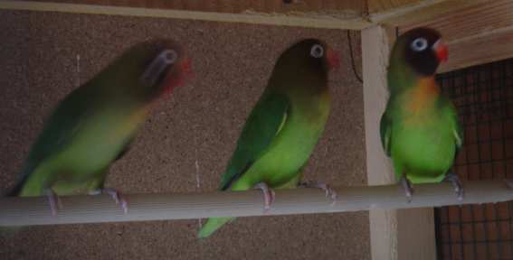 nigrigenis 23 10.jpg