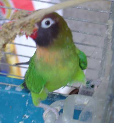 mÃ¢le nigri 23 10.jpg