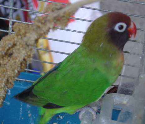 mÃ¢le cÃ©liba 23 10.jpg