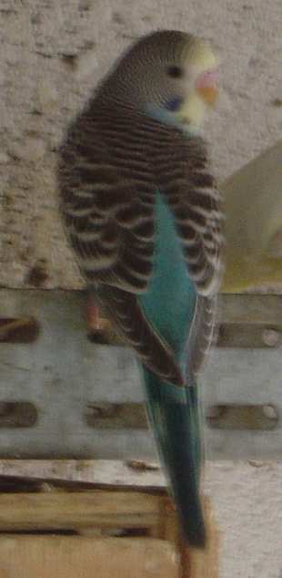 jeune ondulÃ©e bleue 23 10.jpg