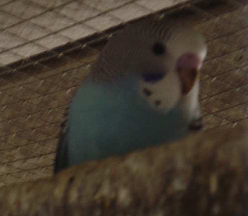 jeune ond bleu 23 10.jpg