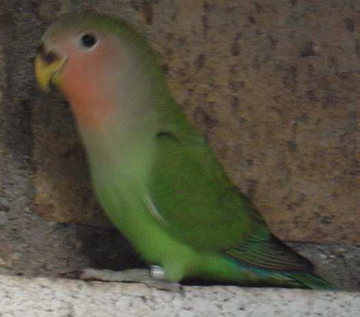 roseicolli jeune vert 23 10.jpg