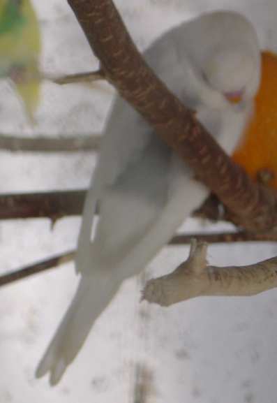 jeune ondulÃ©e pie 23 10.jpg