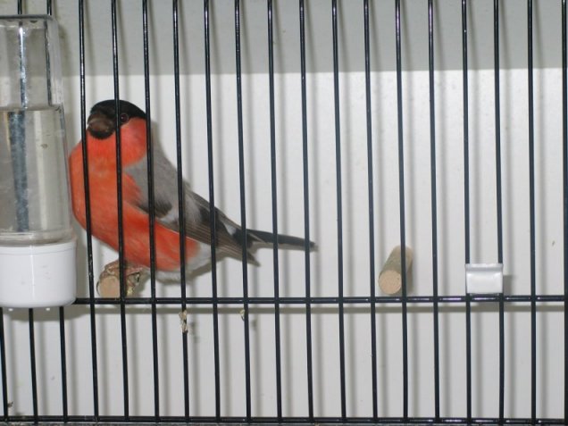 photos mondial 2003 124.jpg