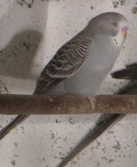 jeune ondulÃ©e grise tt blche 23 10.jpg