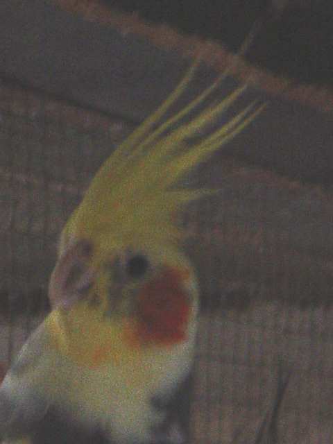 Portrait callo panaché.jpg