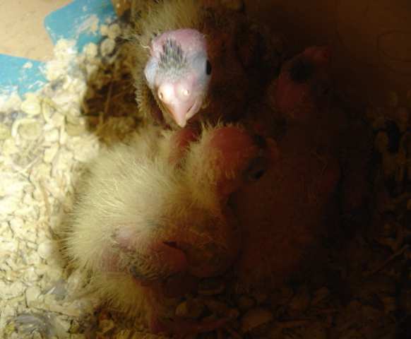 jeunes callos 23 10.jpg