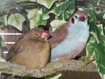 Amarante et cordon bleu.jpg