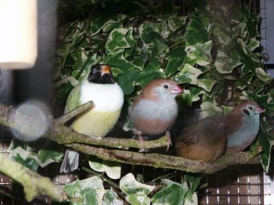 Cordon amarante gould.jpg