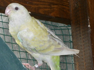 croupio pastel f.jpg