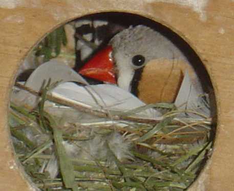 joues pÃ¢les mÃ¢le nid 24 10.jpg