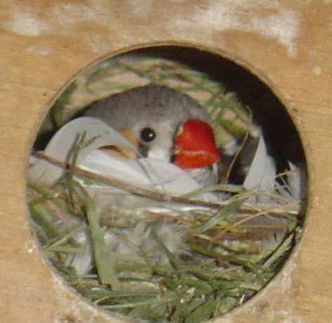 joues pÃ¢le mÃ¢le couve 24 10.jpg