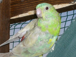 croupion pasrel m.jpg