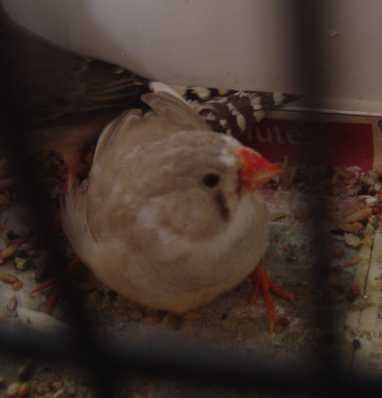 nouvelle mandarine panachÃ© brune 24 10.jpg