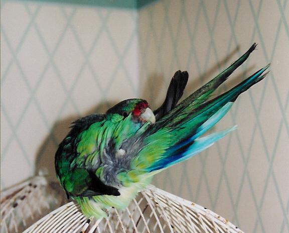 Bab Ã  la toilette.jpg