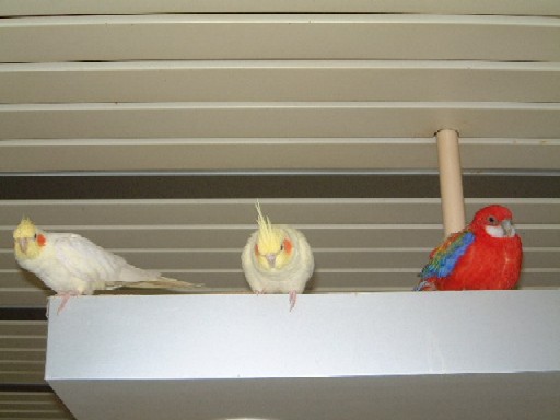 vivi, romain, capu, chloÃ©,E.T., zoÃ© 004.jpg