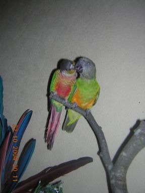 thanos et pepete.jpg