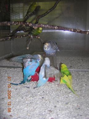 bataille pour la baignoire.jpg