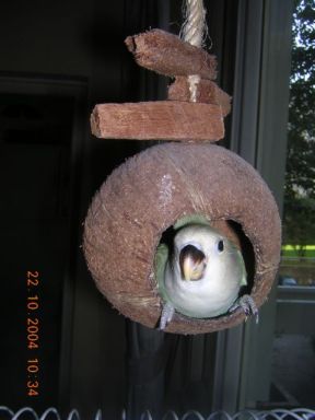 petit aga dans coco.jpg