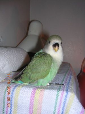 petit aga portrait.jpg