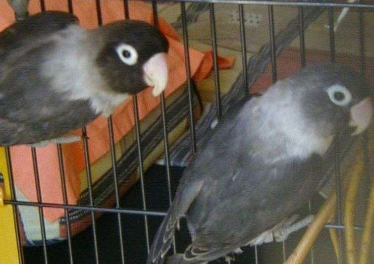 couple personata.jpg