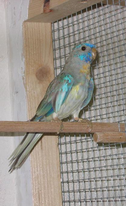 Splendide cinnamon bleu.jpg