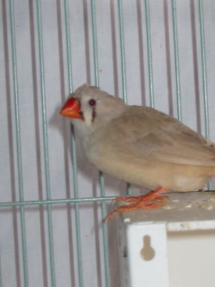 fe mandarin huppÃ©.jpg