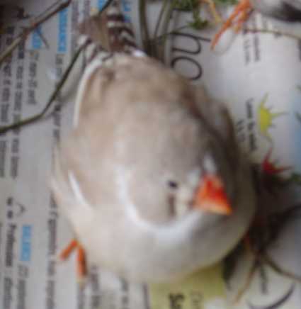 femelle panachÃ© 28 10.jpg