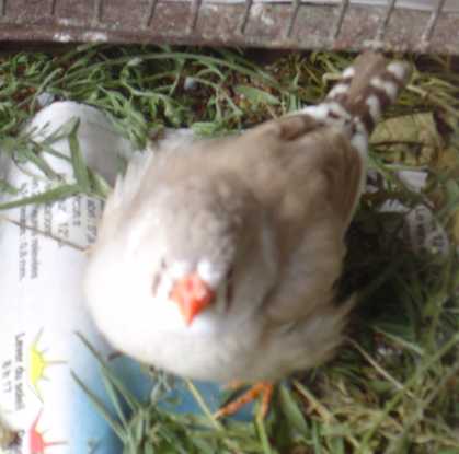 femele panachÃ© brune 28 10.jpg