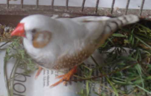 mÃ¢le joues grises 28 10.jpg