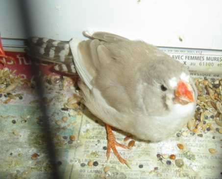 manadrine panachÃ© brune 24 10.jpg